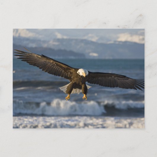 ハクトウワシ, Haliaeetus leucocephalus, ホーマー, 3 ポストカード (正面)