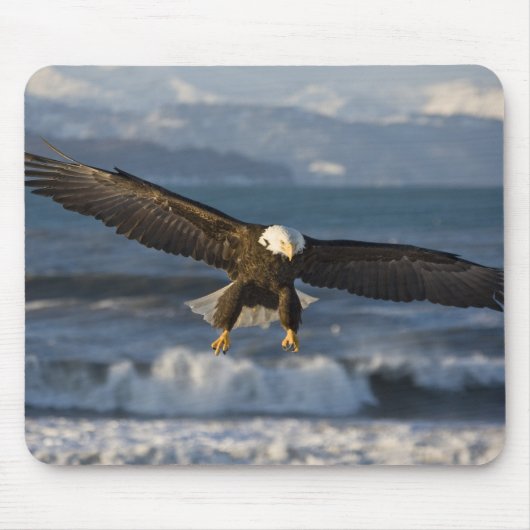 ハクトウワシ, Haliaeetus leucocephalus, ホーマー, 3 マウスパッド (正面)