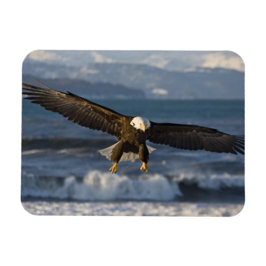 ハクトウワシ, Haliaeetus leucocephalus, ホーマー, 3 マグネット (横)