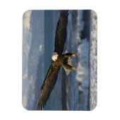 ハクトウワシ, Haliaeetus leucocephalus, ホーマー, 3 マグネット (縦)
