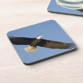 ハクトウワシ, Haliaeetus leucocephalus, ホーマー, 4 コースター (左側)