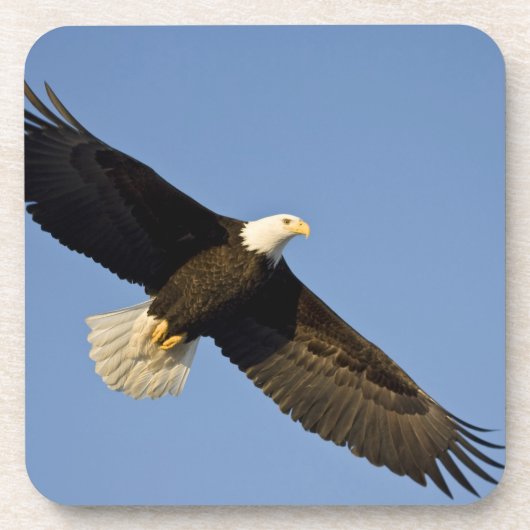 ハクトウワシ, Haliaeetus leucocephalus, ホーマー, 4 コースター (正面)