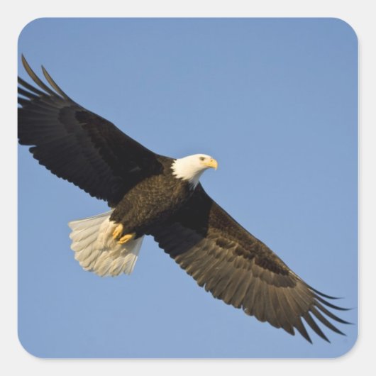 ハクトウワシ, Haliaeetus leucocephalus, ホーマー, 4 スクエアシール (正面)