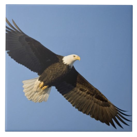 ハクトウワシ, Haliaeetus leucocephalus, ホーマー, 4 タイル (正面)