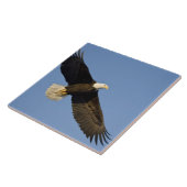 ハクトウワシ, Haliaeetus leucocephalus, ホーマー, 4 タイル (側面)