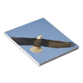 ハクトウワシ, Haliaeetus leucocephalus, ホーマー, 4 ノートパッド (アングル)