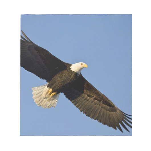 ハクトウワシ, Haliaeetus leucocephalus, ホーマー, 4 ノートパッド (正面)