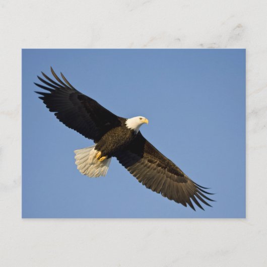 ハクトウワシ, Haliaeetus leucocephalus, ホーマー, 4 ポストカード (正面)