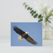 ハクトウワシ, Haliaeetus leucocephalus, ホーマー, 4 ポストカード (スタンド正面)