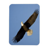 ハクトウワシ, Haliaeetus leucocephalus, ホーマー, 4 マグネット (縦)