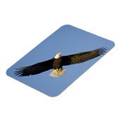 ハクトウワシ, Haliaeetus leucocephalus, ホーマー, 4 マグネット (左側)