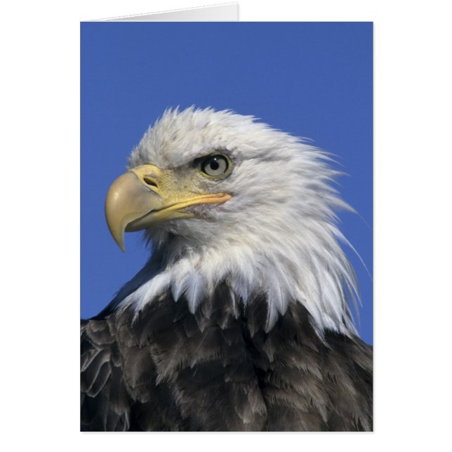 ハクトウワシ (Haliaeetus leucocephalus) 野生の (正面)