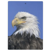 ハクトウワシ (Haliaeetus leucocephalus) 野生の クリップボード (裏面)