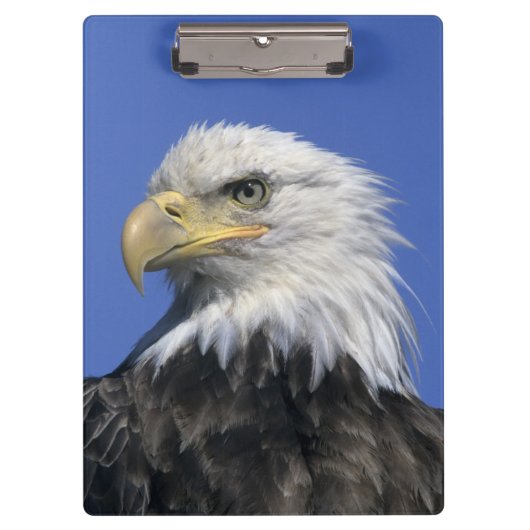 ハクトウワシ (Haliaeetus leucocephalus) 野生の クリップボード (正面)