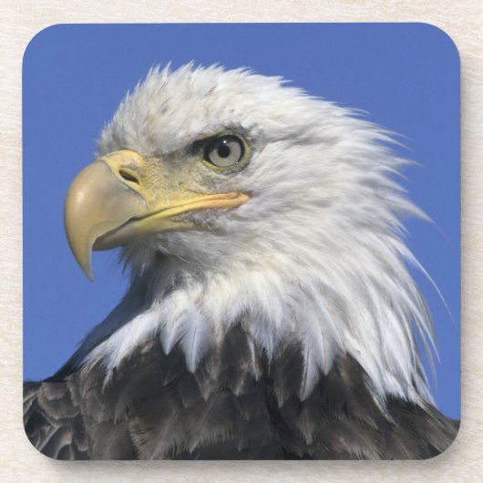 ハクトウワシ (Haliaeetus leucocephalus) 野生の コースター (正面)