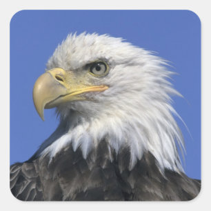 ハクトウワシ (Haliaeetus leucocephalus) 野生の スクエアシール