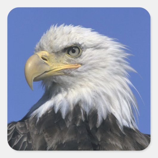 ハクトウワシ (Haliaeetus leucocephalus) 野生の スクエアシール (正面)