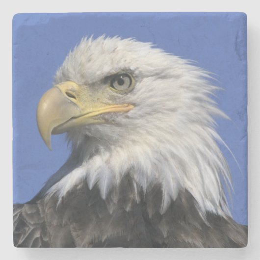 ハクトウワシ (Haliaeetus leucocephalus) 野生の ストーンコースター (正面)