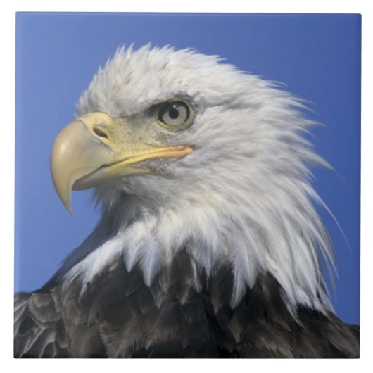 ハクトウワシ (Haliaeetus leucocephalus) 野生の タイル (正面)