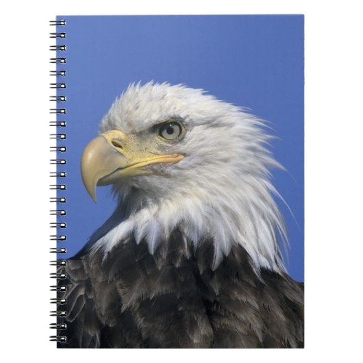 ハクトウワシ (Haliaeetus leucocephalus) 野生の ノートブック (正面)