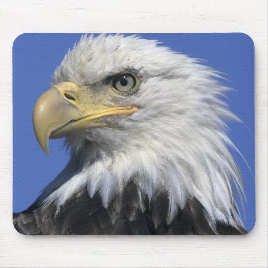 ハクトウワシ (Haliaeetus leucocephalus) 野生の マウスパッド (正面)