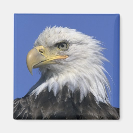 ハクトウワシ (Haliaeetus leucocephalus) 野生の マグネット (正面)