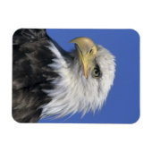 ハクトウワシ (Haliaeetus leucocephalus) 野生の マグネット (横)