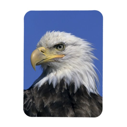 ハクトウワシ (Haliaeetus leucocephalus) 野生の マグネット (縦)