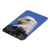 ハクトウワシ (Haliaeetus leucocephalus) 野生の マグネット (左側)