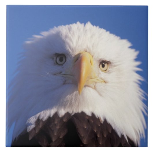 ハクトウワシ, Haliaeetus leucocephalus, 顔のアップ タイル (正面)