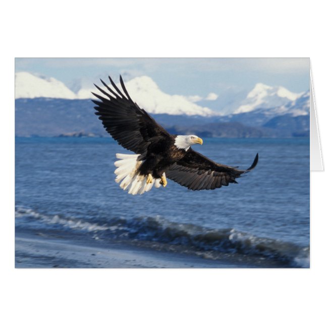 ハクトウワシ Haliaeetus leucocephalus 飛翔 (正面横)