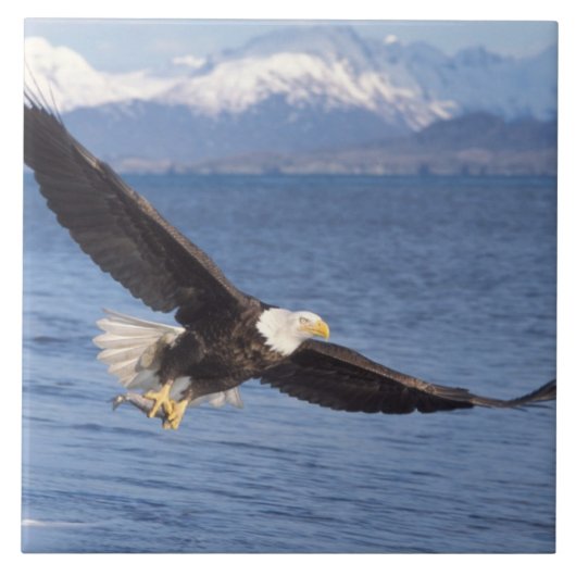 ハクトウワシ、Haliaeetus leucocephalus、飛翔4 タイル (正面)