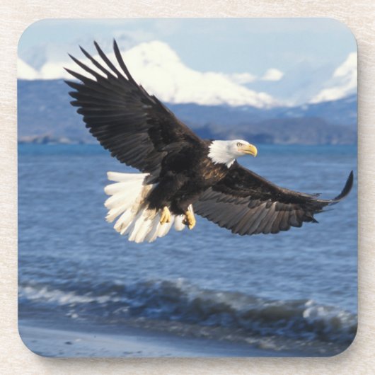 ハクトウワシ Haliaeetus leucocephalus 飛翔 コースター (正面)