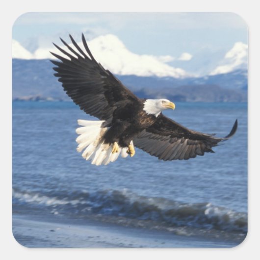 ハクトウワシ（Haliaeetus leucocephalus） 飛翔 スクエアシール (正面)