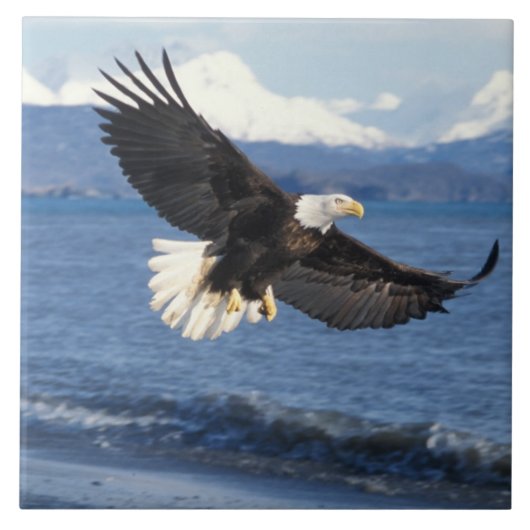 ハクトウワシ Haliaeetus leucocephalus 飛翔 タイル (正面)