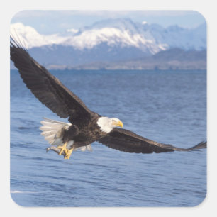 ハクトウワシ Haliaeetus leucocephalus 飛翔 4 スクエアシール