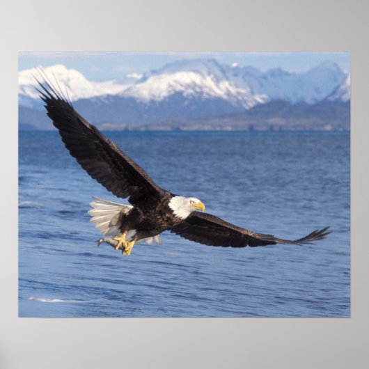 ハクトウワシ Haliaeetus leucocephalus 飛翔 4 ポスター (正面)