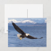 ハクトウワシ Haliaeetus leucocephalus 飛翔 4 ポストカード (正面/裏面)