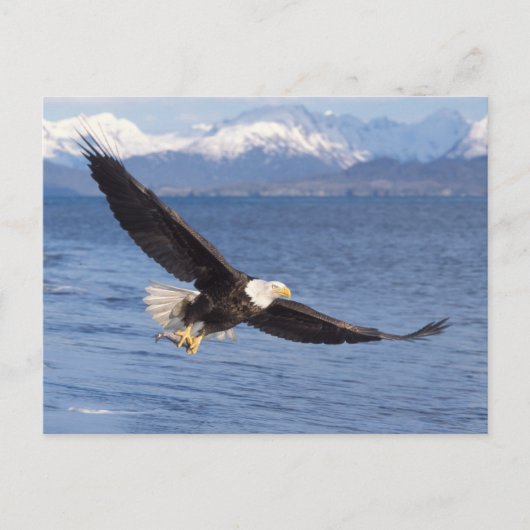 ハクトウワシ Haliaeetus leucocephalus 飛翔 4 ポストカード (正面)
