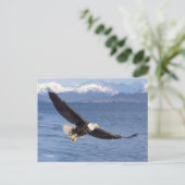 ハクトウワシ Haliaeetus leucocephalus 飛翔 4 ポストカード (スタンド正面)