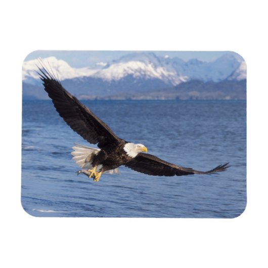 ハクトウワシ Haliaeetus leucocephalus 飛翔 4 マグネット (横)