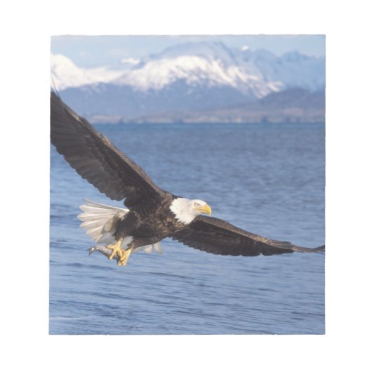 ハクトウワシ、Haliaeetus leucocephalus、飛行中 4 ノートパッド (正面)