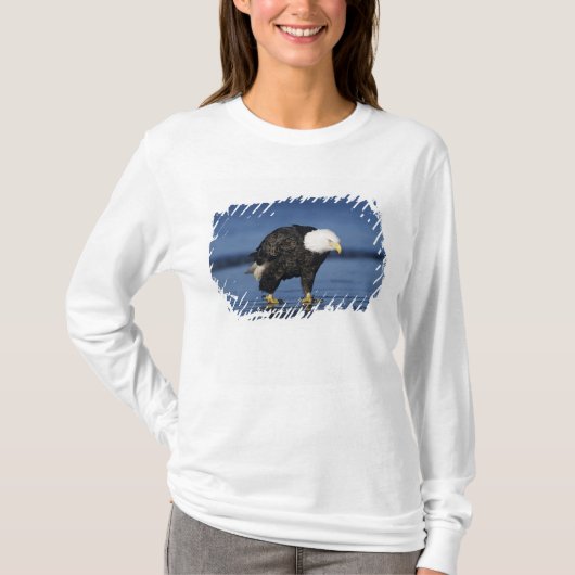 ハクトウワシ Tシャツ (正面)