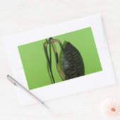 ハクナマタタケニアマサイ.JPG 長方形シール (封筒)