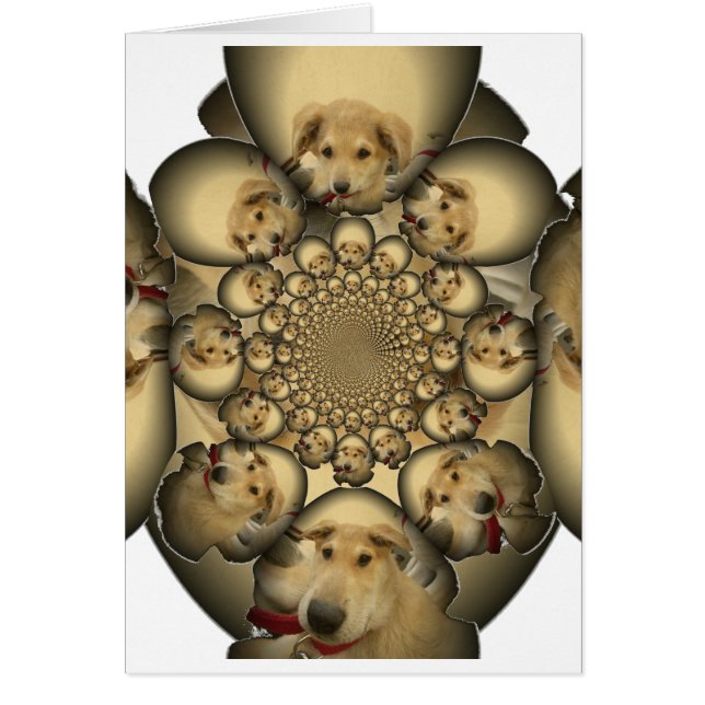 ハクナマッタパピーズと犬インフィニティ驚くべきスティ (正面)