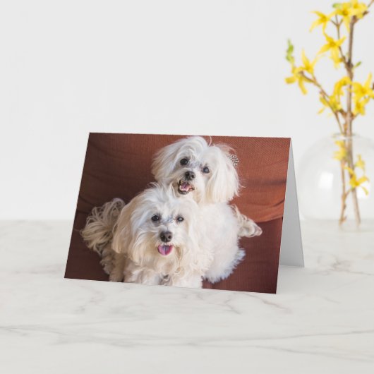 ハグカード カード (黄色い花)