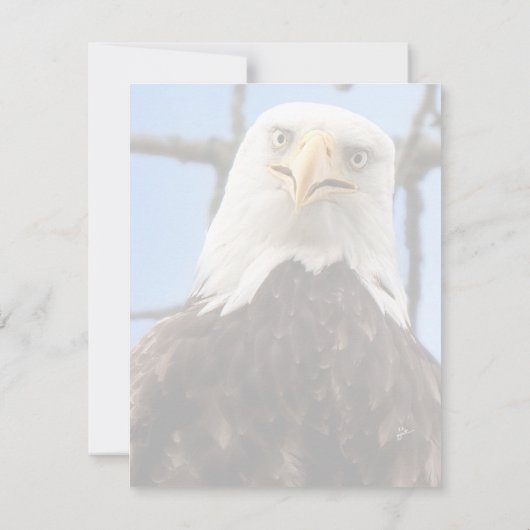 ハゲおもしろいワシ顔野生生物写真空白の (裏面)