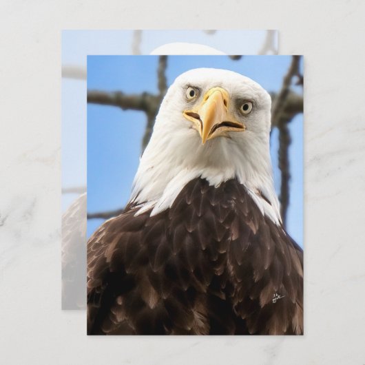 ハゲおもしろいワシ顔野生生物写真空白の (正面/裏面)