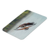 ハゲとガチョウの野生動物の写真 マグネット (左側)