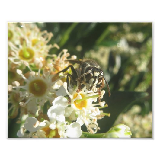 ハゲのあるホーネットプリント フォトプリント            (正面)